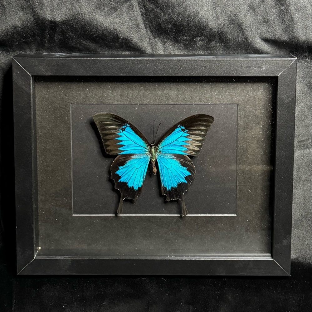 Framed Blue Mountain Swallowtail Butterfly
